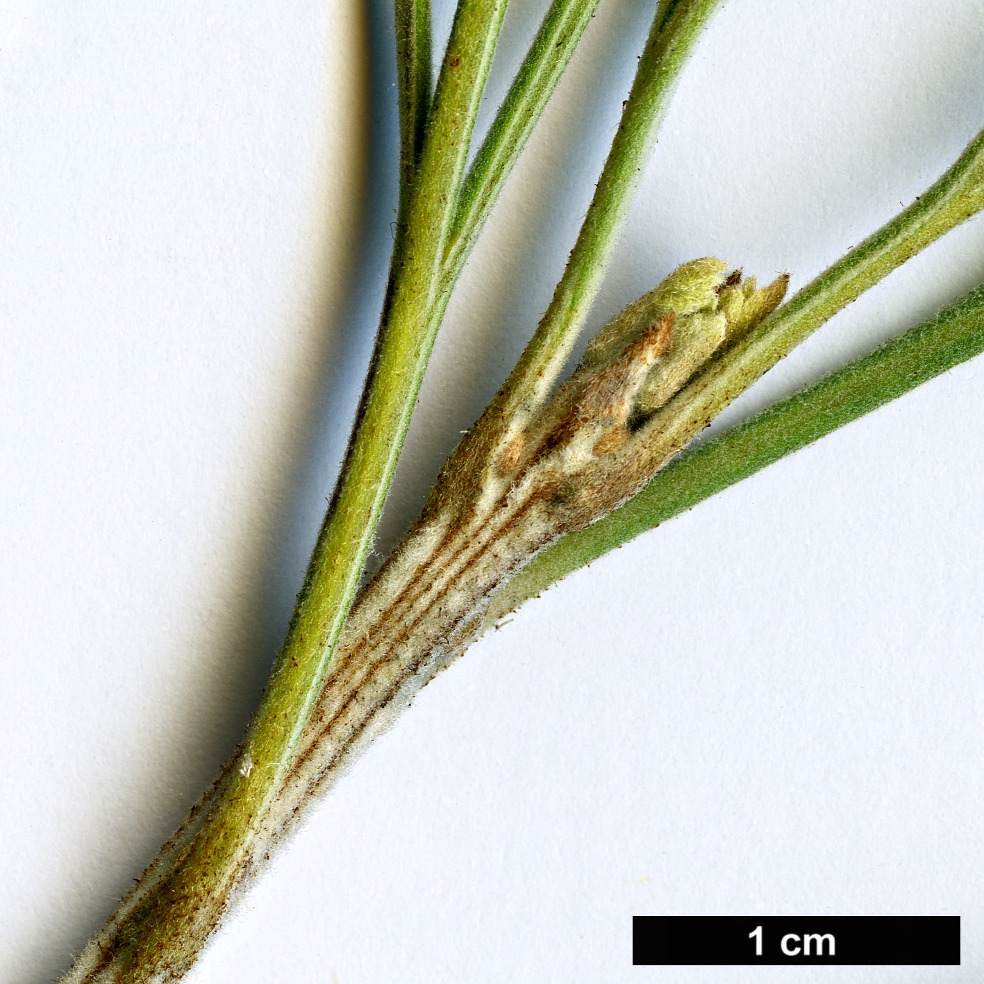 High resolution image: Family: Proteaceae - Genus: Grevillea - Taxon: eriostachya