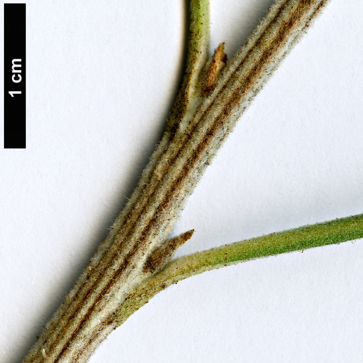 High resolution image: Family: Proteaceae - Genus: Grevillea - Taxon: eriostachya