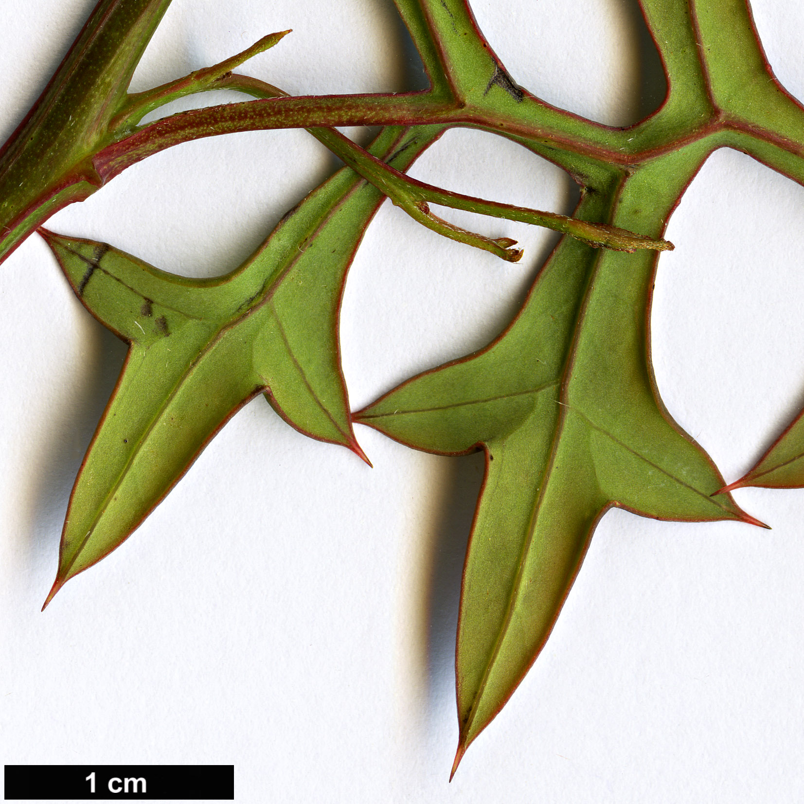 High resolution image: Family: Proteaceae - Genus: Grevillea - Taxon: flexuosa