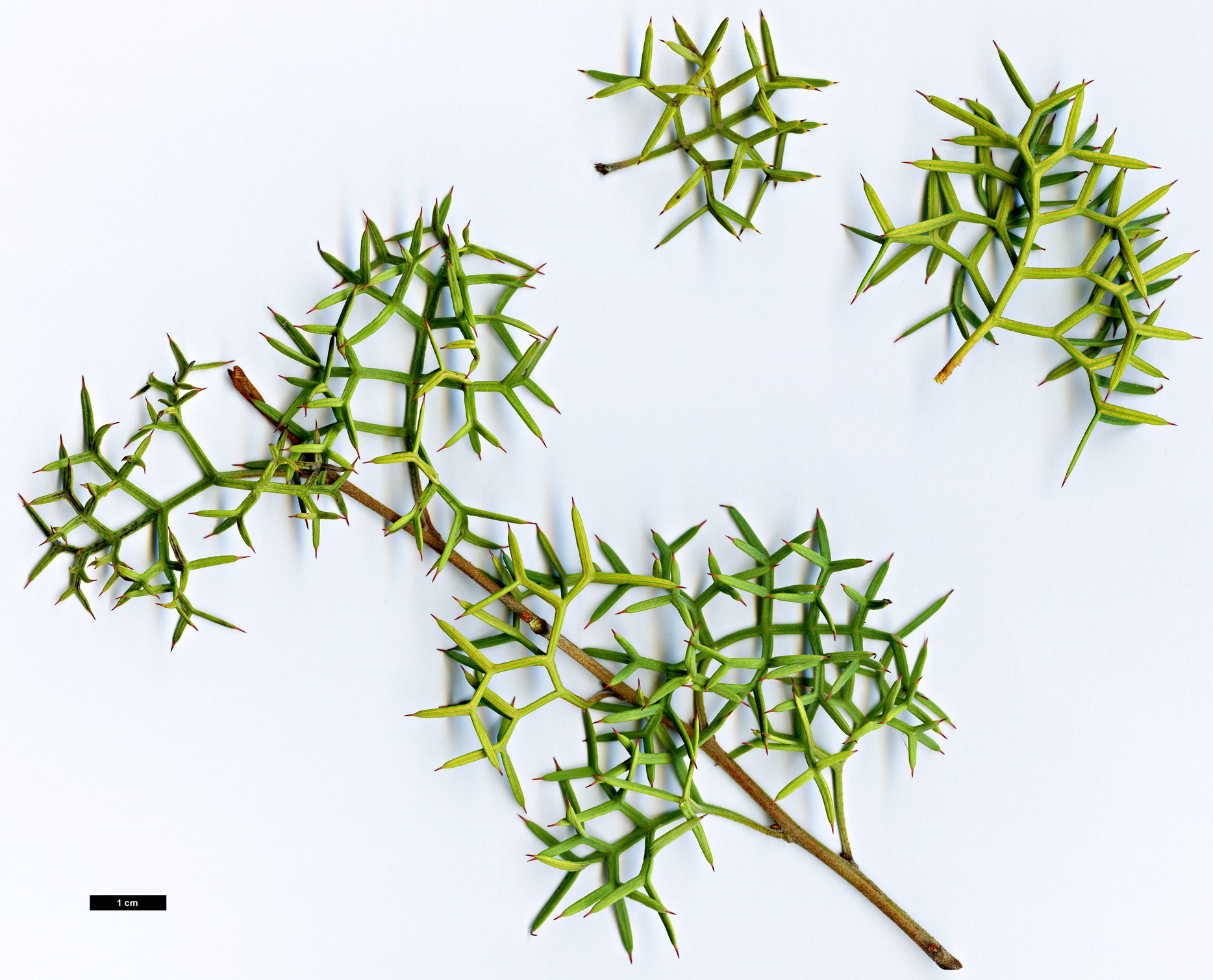 High resolution image: Family: Proteaceae - Genus: Grevillea - Taxon: georgeana