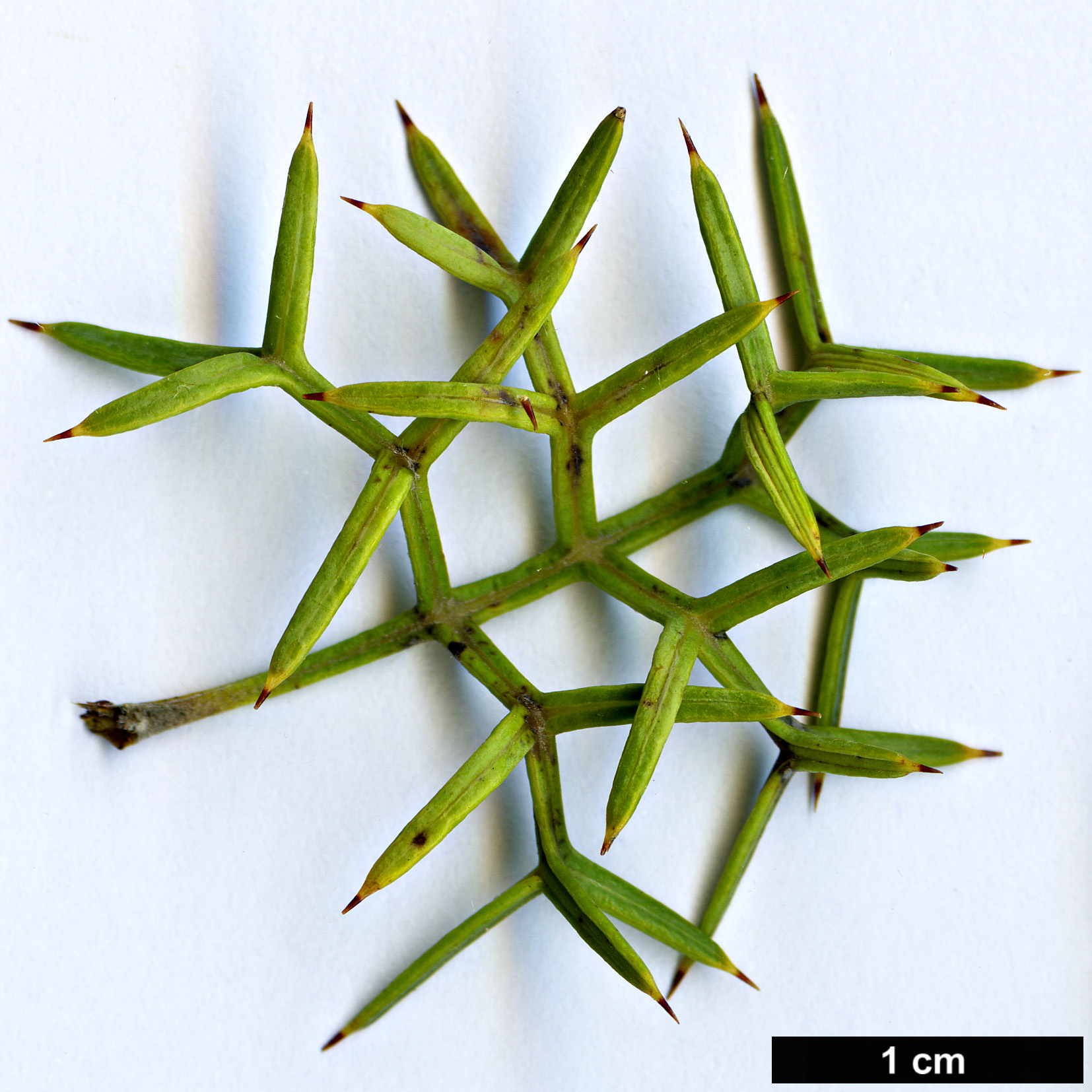 High resolution image: Family: Proteaceae - Genus: Grevillea - Taxon: georgeana