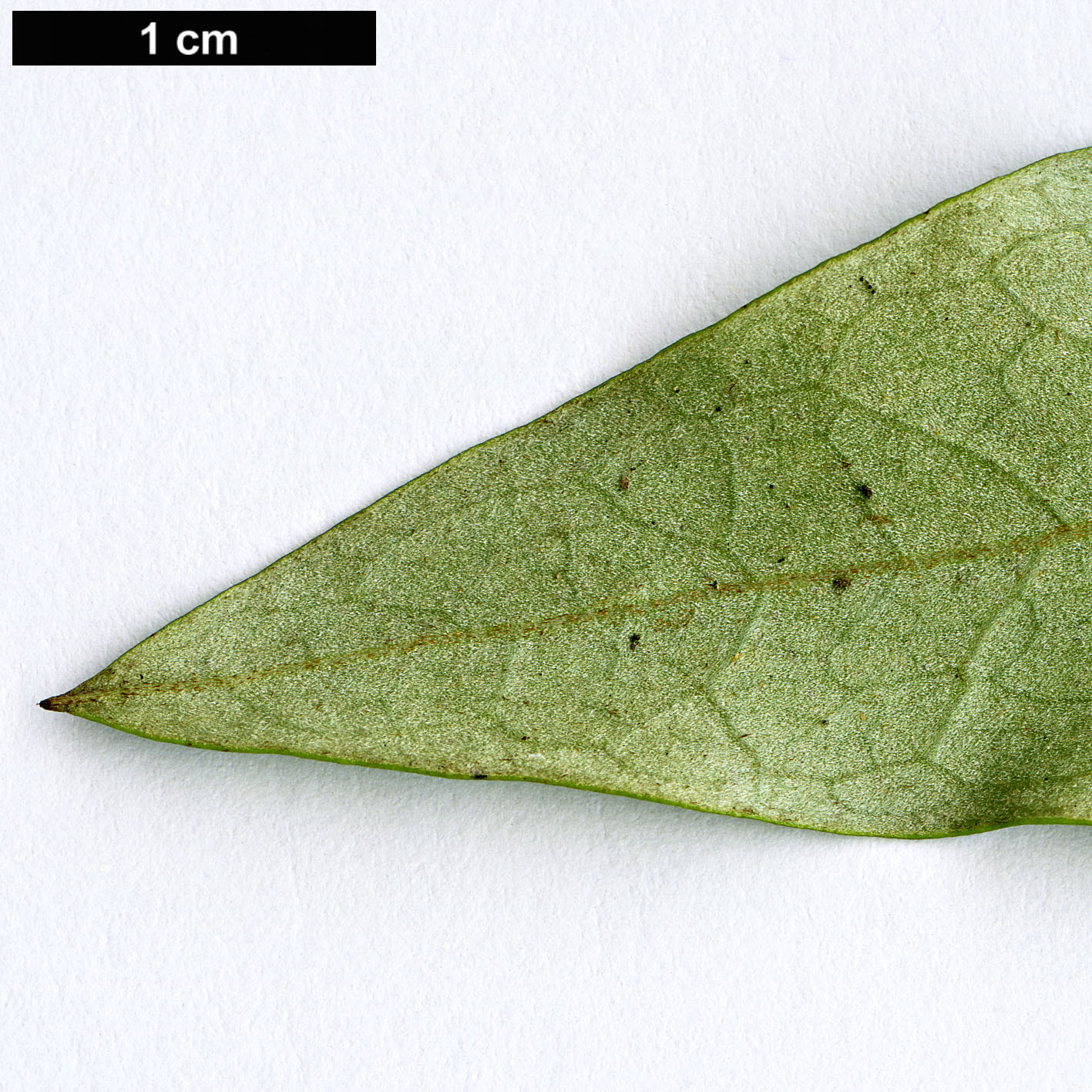 High resolution image: Family: Proteaceae - Genus: Grevillea - Taxon: hilliana