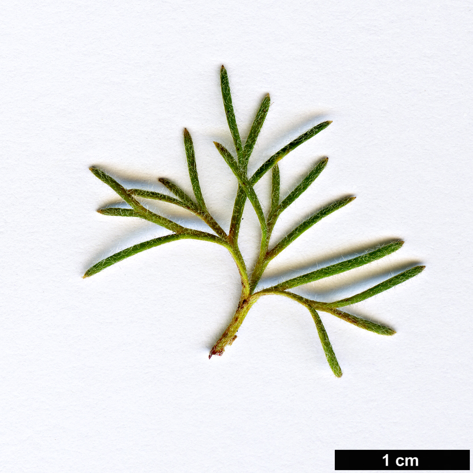 High resolution image: Family: Proteaceae - Genus: Grevillea - Taxon: humifusa