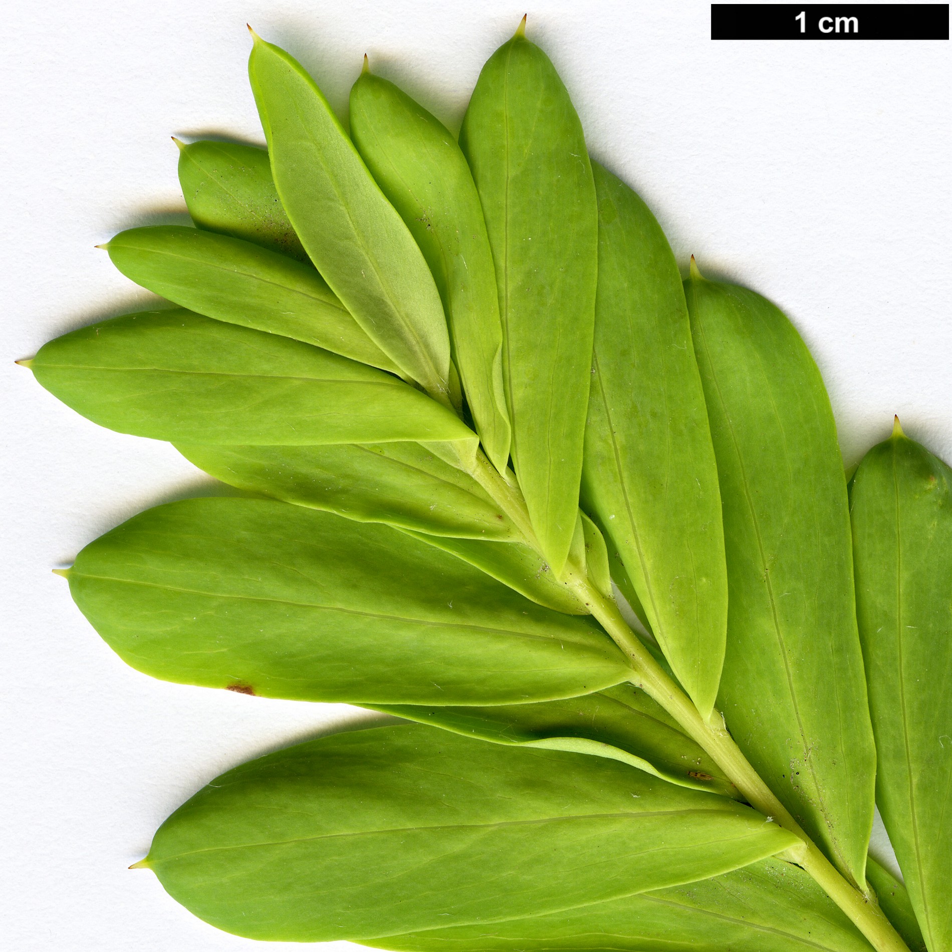 High resolution image: Family: Proteaceae - Genus: Grevillea - Taxon: iapiscula