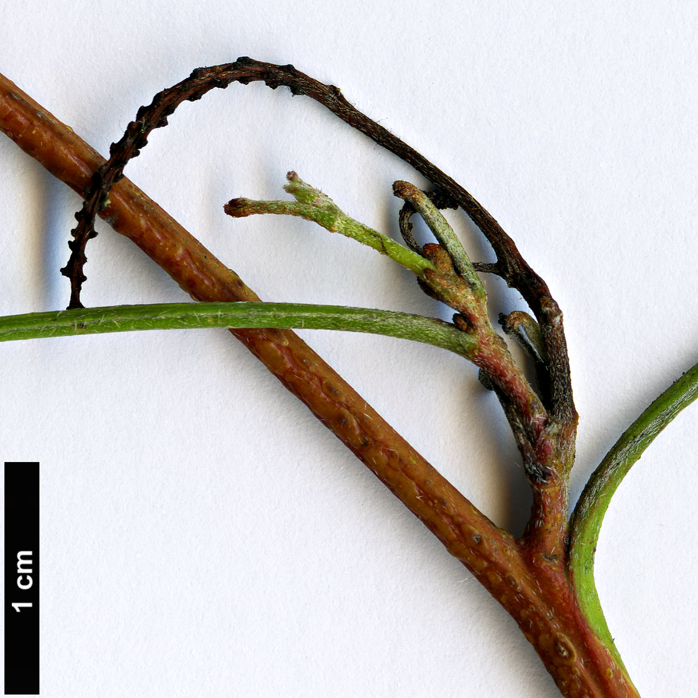 High resolution image: Family: Proteaceae - Genus: Grevillea - Taxon: intricata
