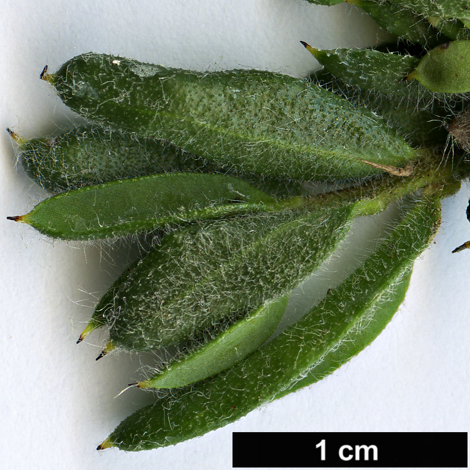High resolution image: Family: Proteaceae - Genus: Grevillea - Taxon: jephcottii