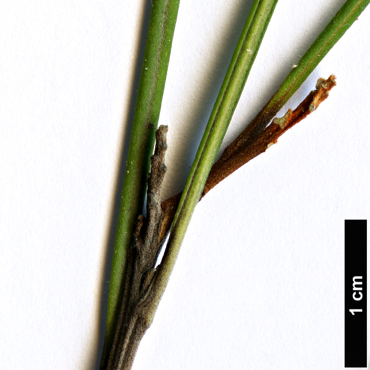High resolution image: Family: Proteaceae - Genus: Grevillea - Taxon: johnsonii