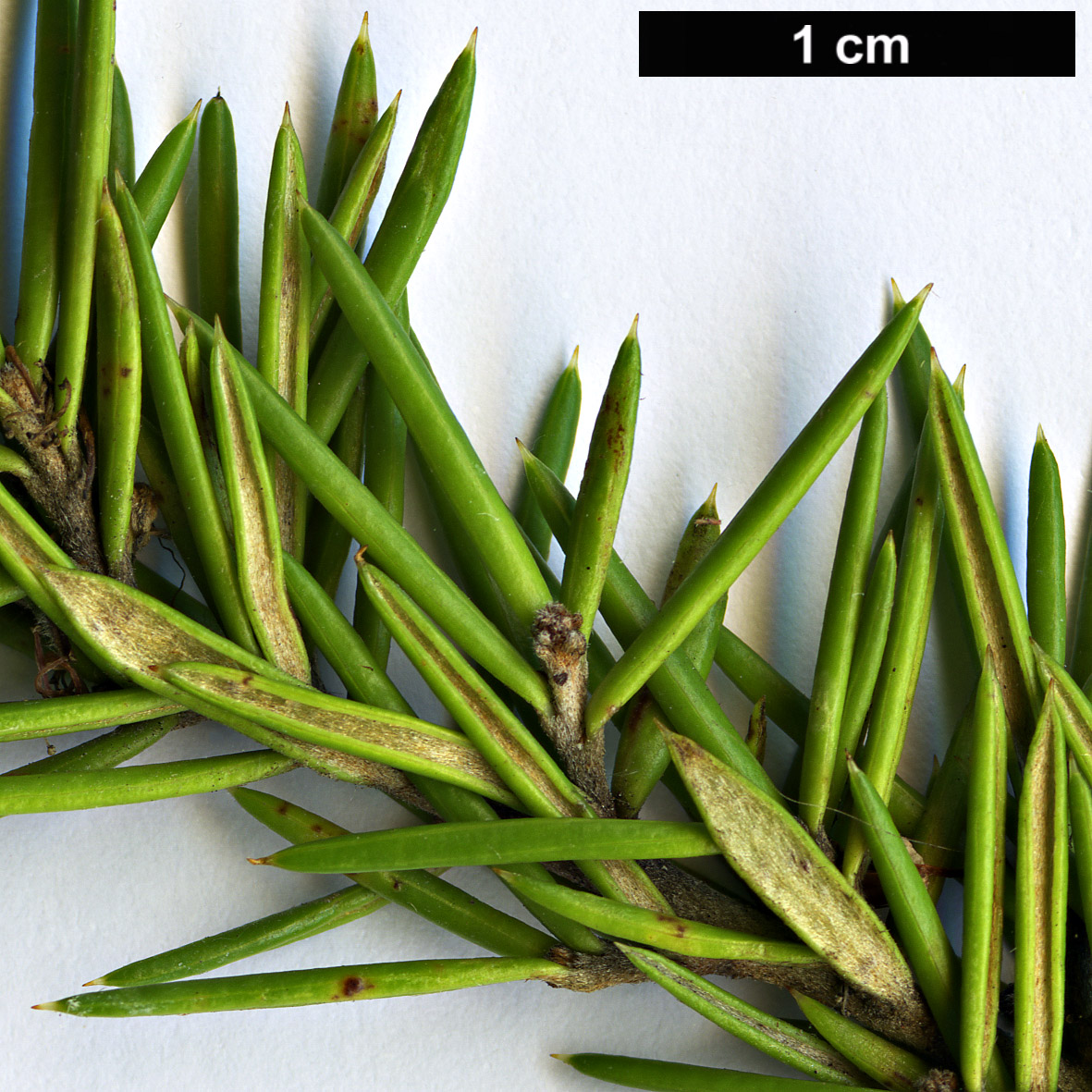 High resolution image: Family: Proteaceae - Genus: Grevillea - Taxon: juniperina - SpeciesSub: ‘Molonglo’