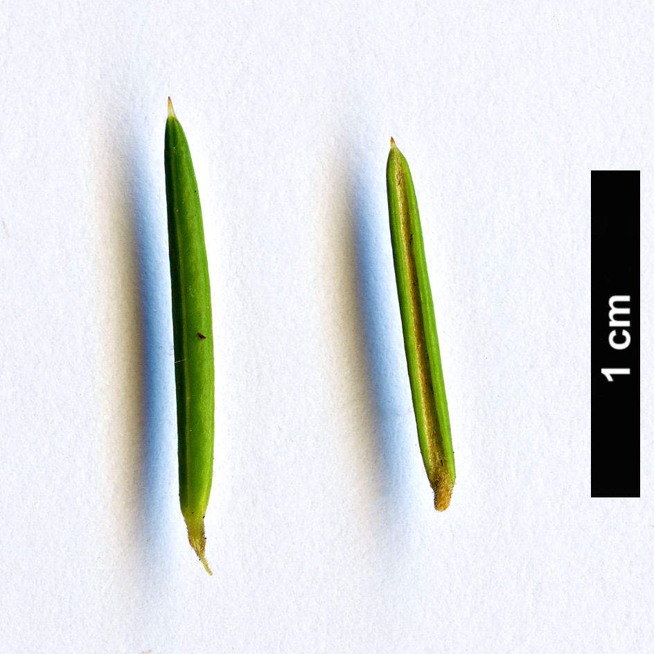 High resolution image: Family: Proteaceae - Genus: Grevillea - Taxon: juniperina - SpeciesSub: ‘Molonglo’