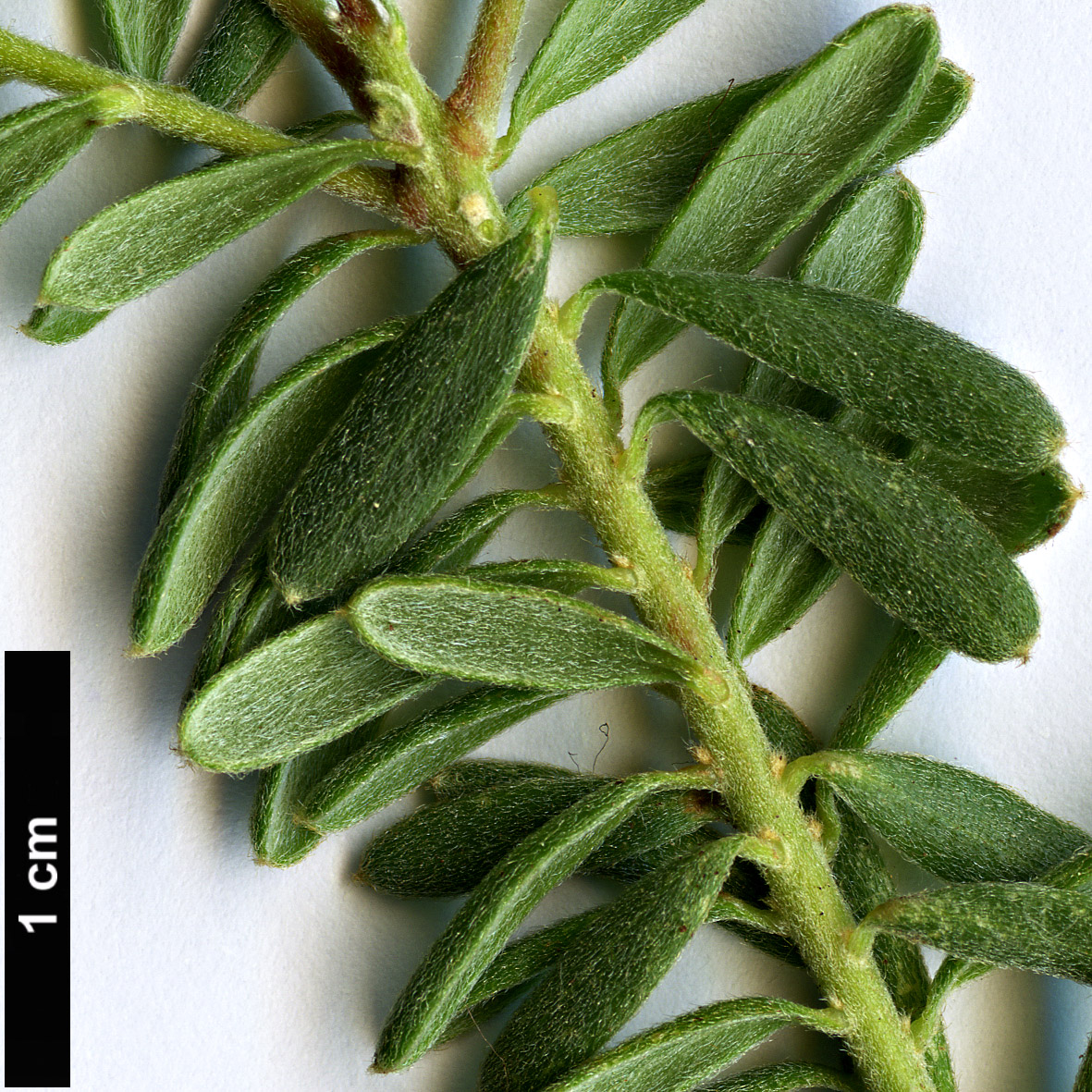 High resolution image: Family: Proteaceae - Genus: Grevillea - Taxon: lanigera
