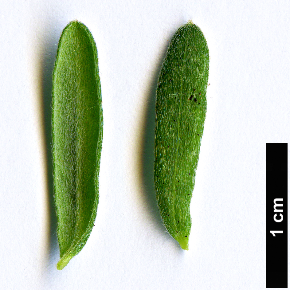 High resolution image: Family: Proteaceae - Genus: Grevillea - Taxon: lanigera