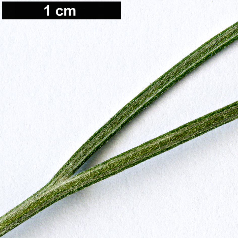 High resolution image: Family: Proteaceae - Genus: Grevillea - Taxon: leucopteris