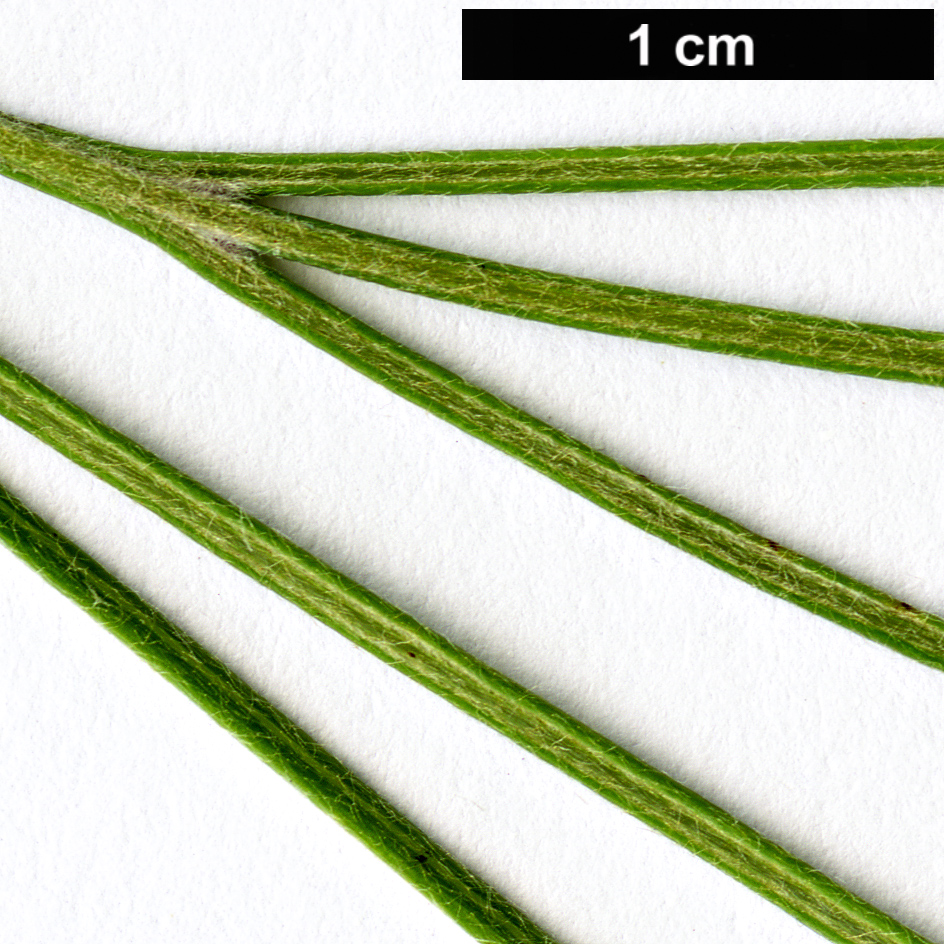 High resolution image: Family: Proteaceae - Genus: Grevillea - Taxon: leucopteris