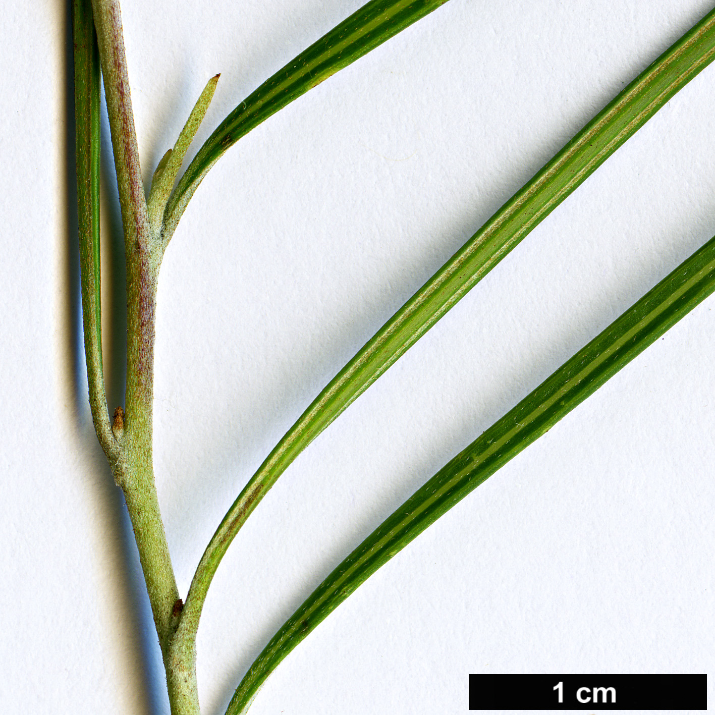 High resolution image: Family: Proteaceae - Genus: Grevillea - Taxon: nudiflora