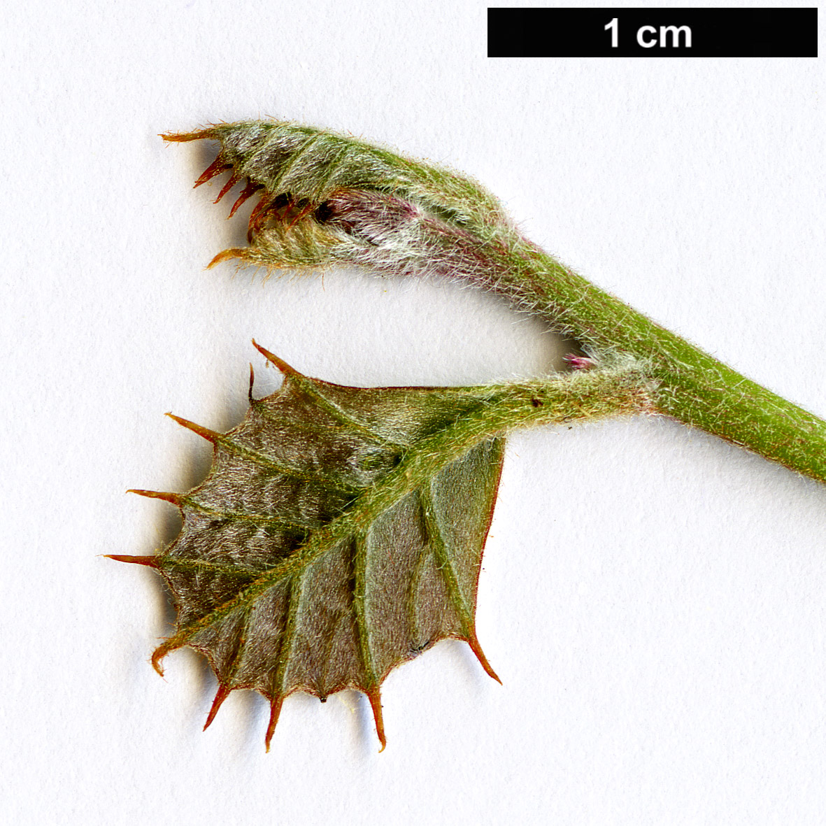 High resolution image: Family: Proteaceae - Genus: Grevillea - Taxon: pilosa