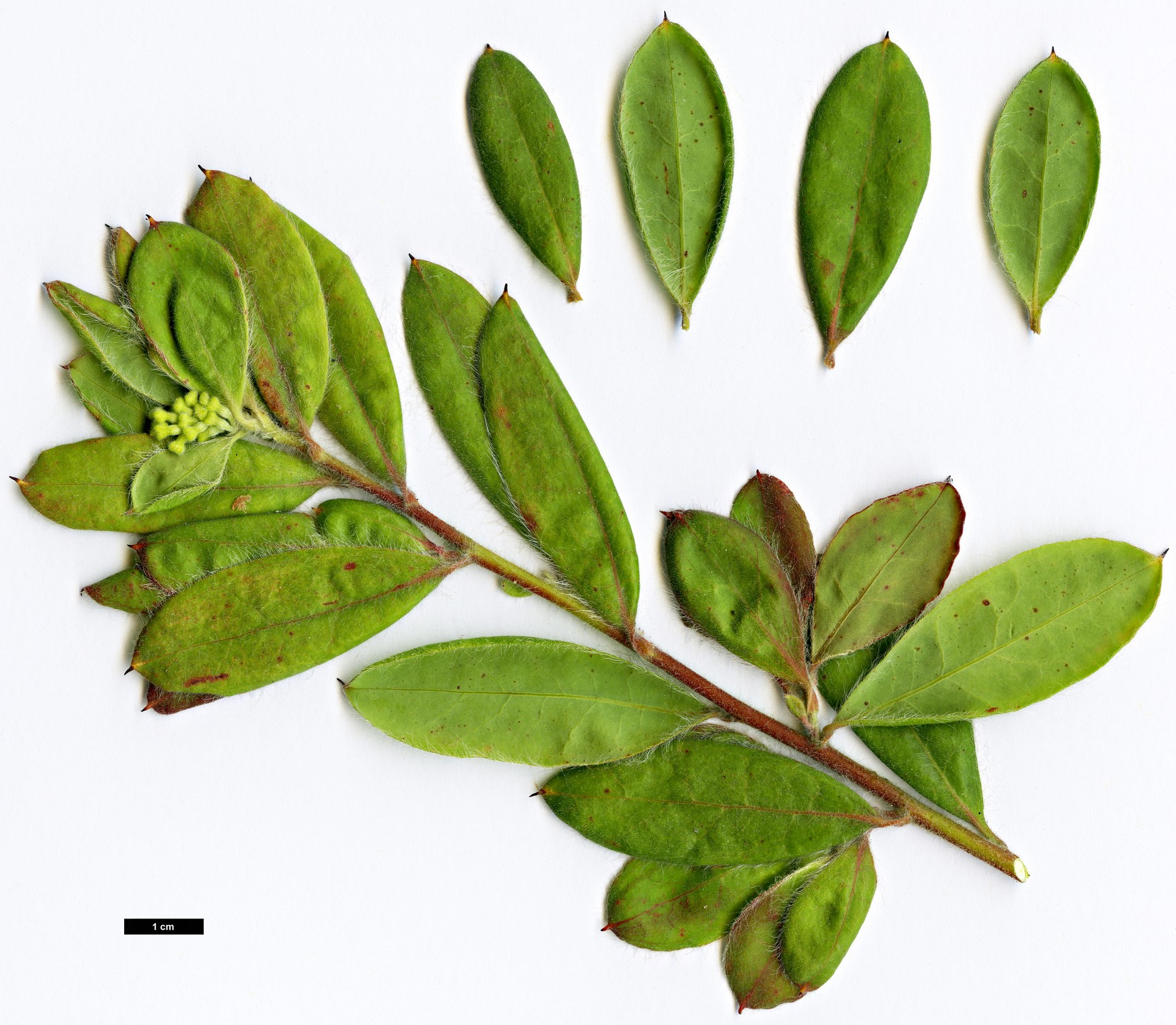 High resolution image: Family: Proteaceae - Genus: Grevillea - Taxon: pimeleoides