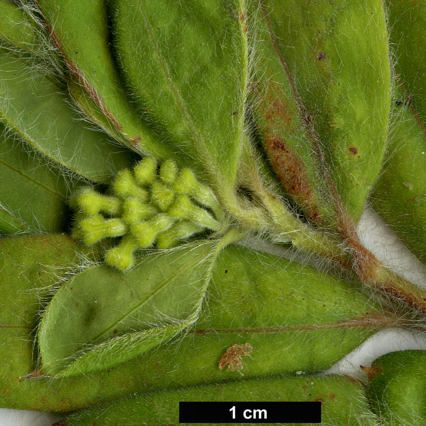 High resolution image: Family: Proteaceae - Genus: Grevillea - Taxon: pimeleoides