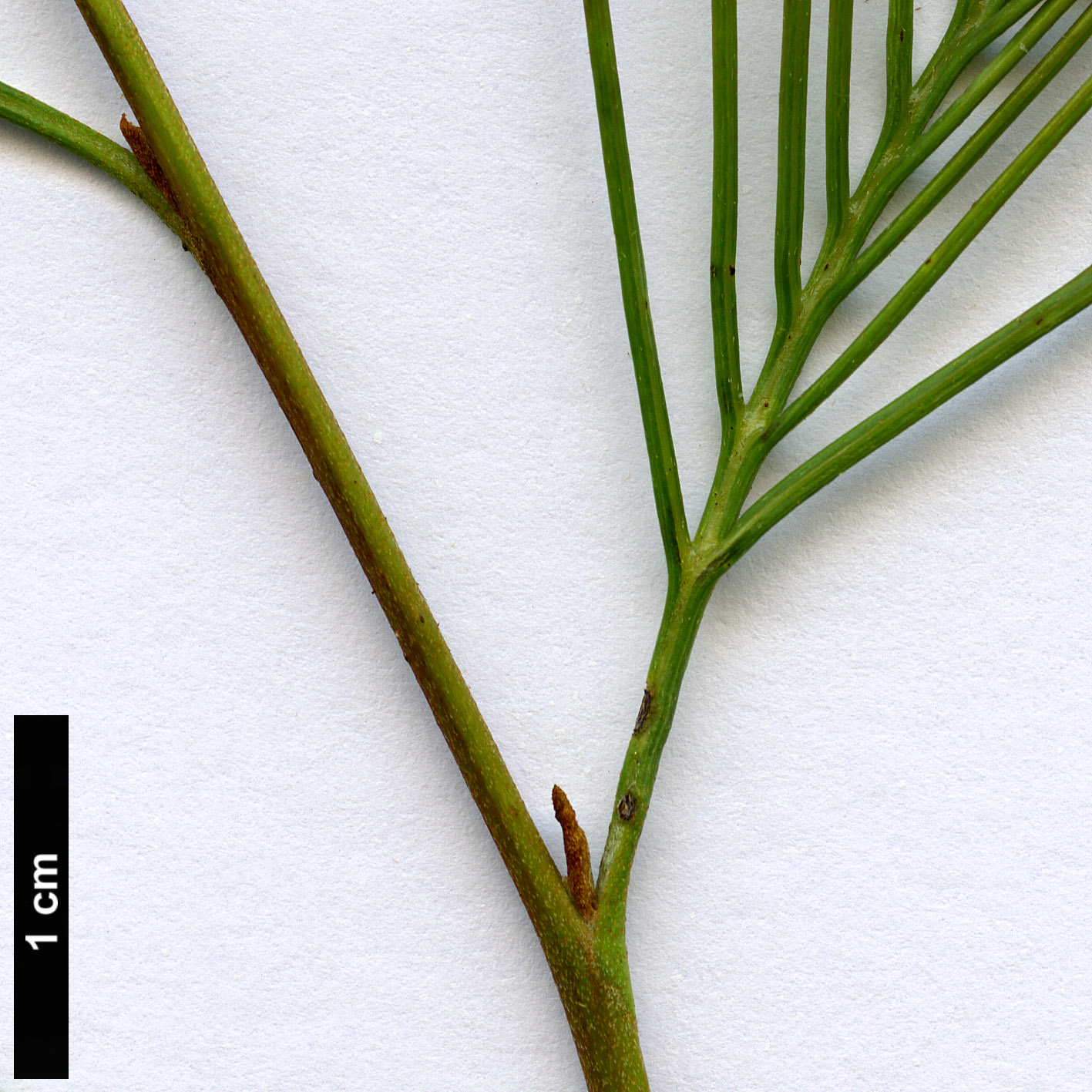 High resolution image: Family: Proteaceae - Genus: Grevillea - Taxon: plurijuga