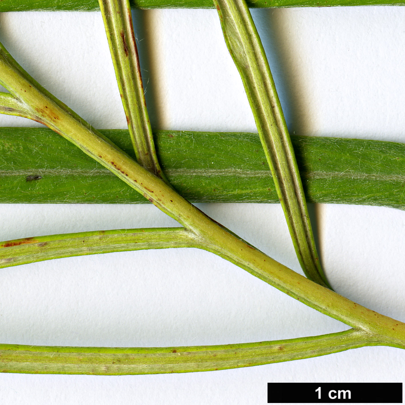 High resolution image: Family: Proteaceae - Genus: Grevillea - Taxon: pteridifolia
