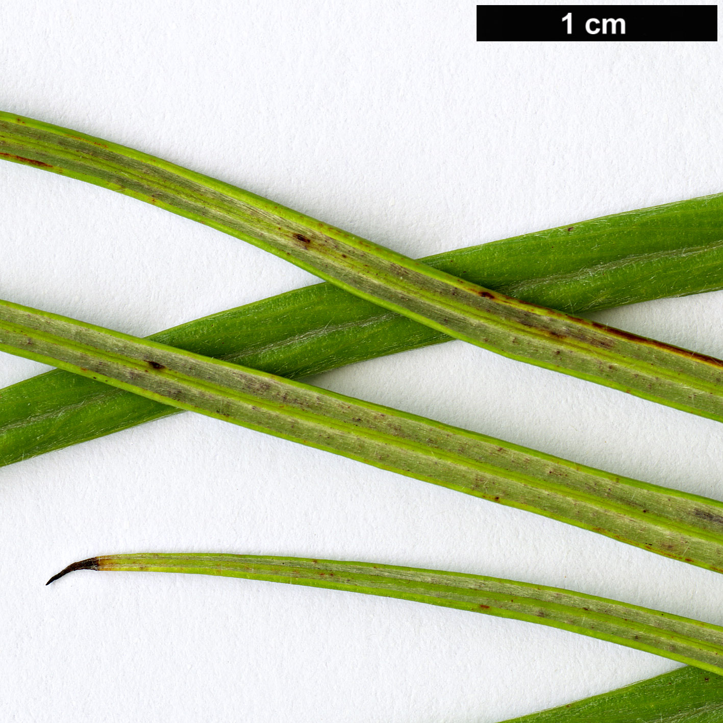 High resolution image: Family: Proteaceae - Genus: Grevillea - Taxon: pteridifolia