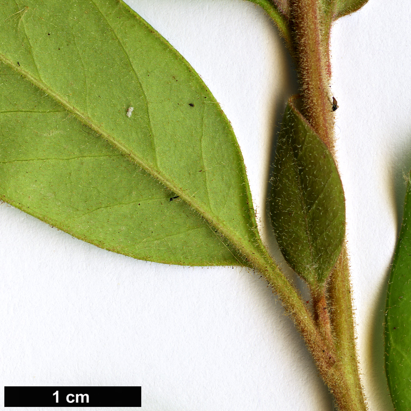 High resolution image: Family: Proteaceae - Genus: Grevillea - Taxon: rhyolitica