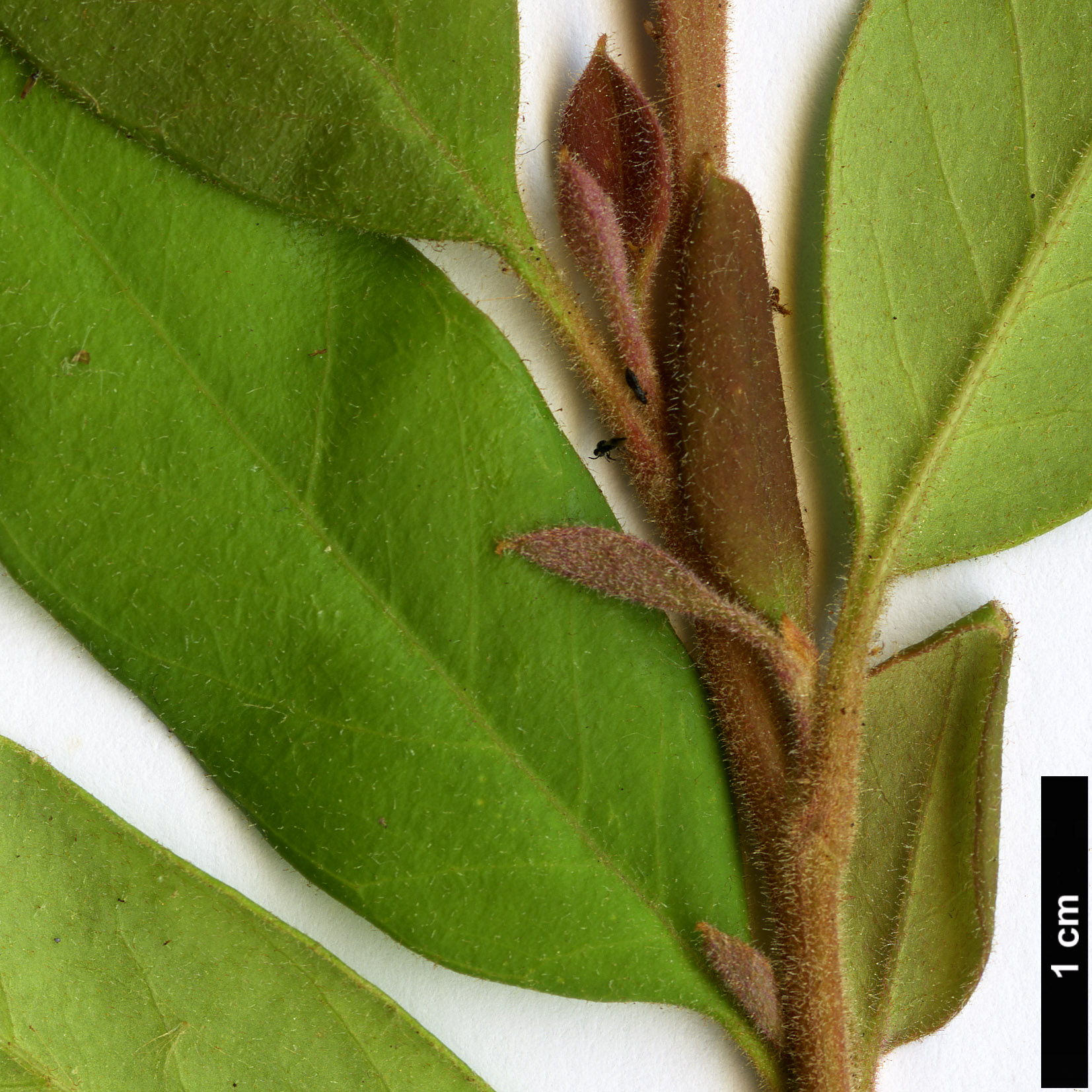 High resolution image: Family: Proteaceae - Genus: Grevillea - Taxon: rhyolitica
