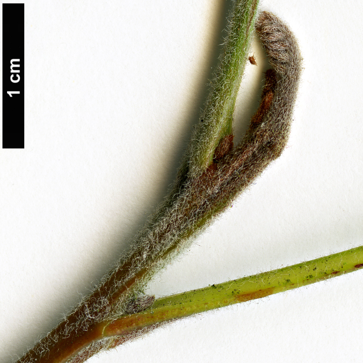 High resolution image: Family: Proteaceae - Genus: Grevillea - Taxon: robusta