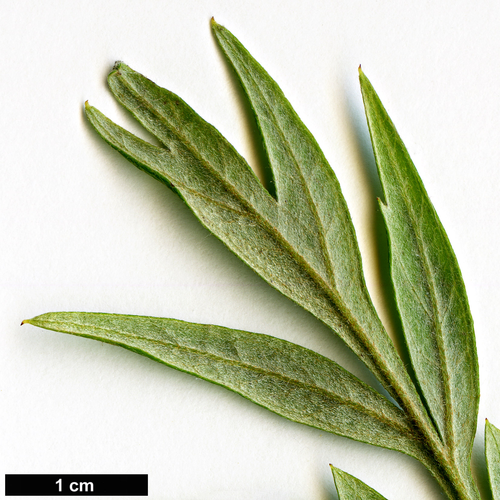 High resolution image: Family: Proteaceae - Genus: Grevillea - Taxon: robusta