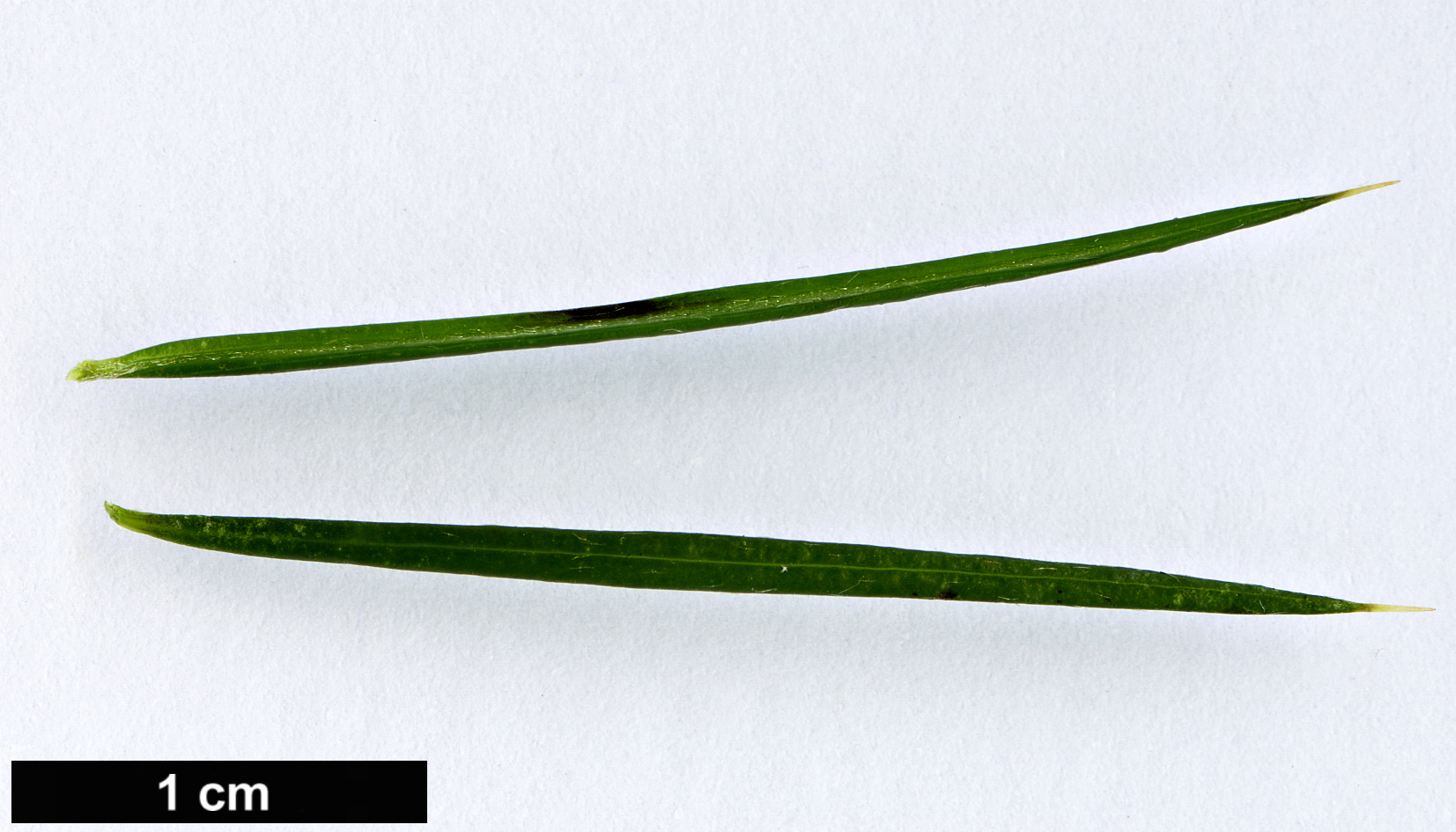 High resolution image: Family: Proteaceae - Genus: Grevillea - Taxon: rosmarinifolia