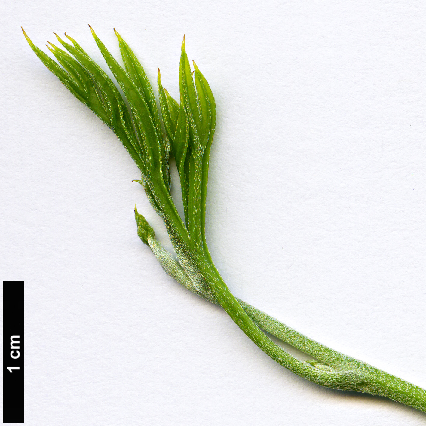 High resolution image: Family: Proteaceae - Genus: Grevillea - Taxon: scapigera