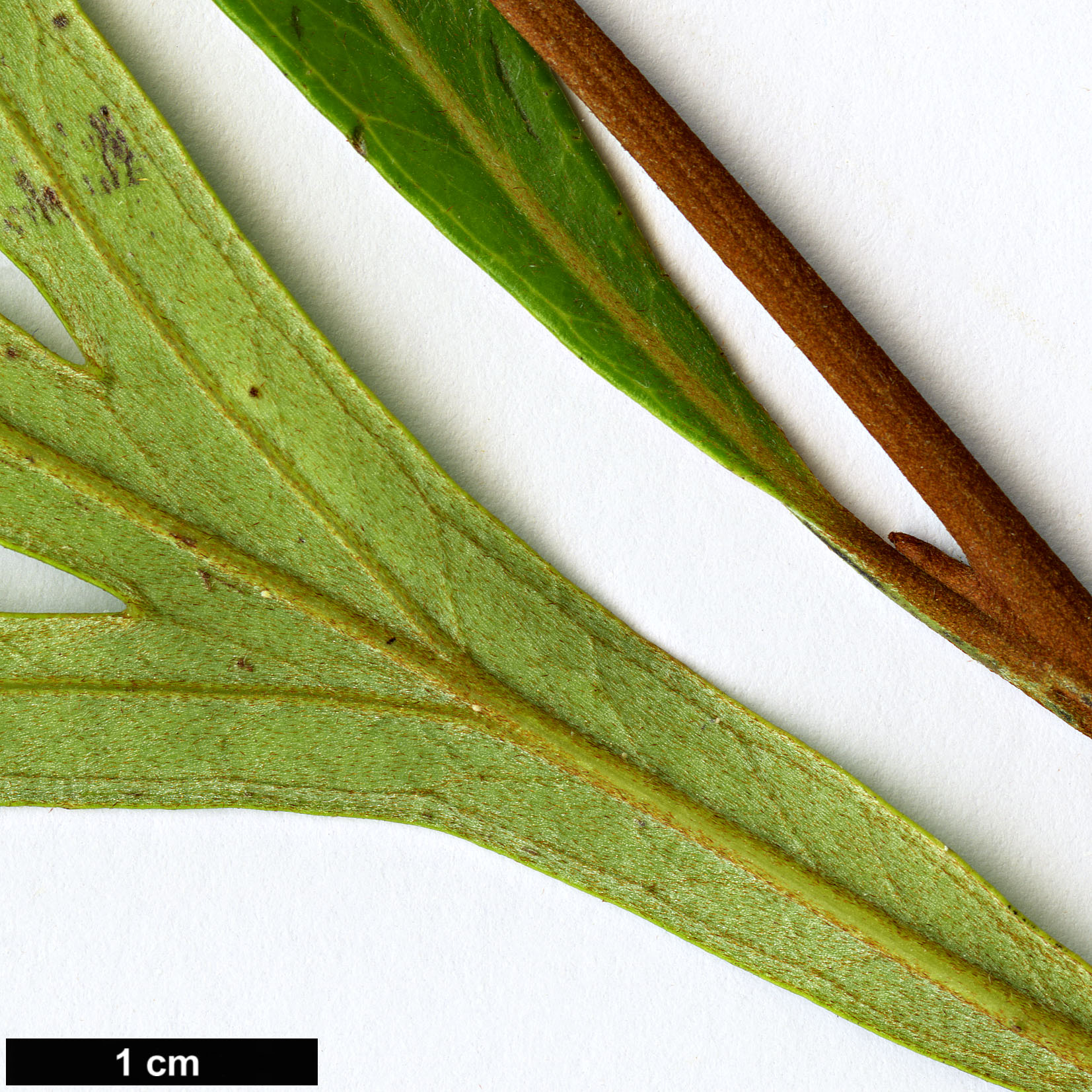 High resolution image: Family: Proteaceae - Genus: Grevillea - Taxon: venusta
