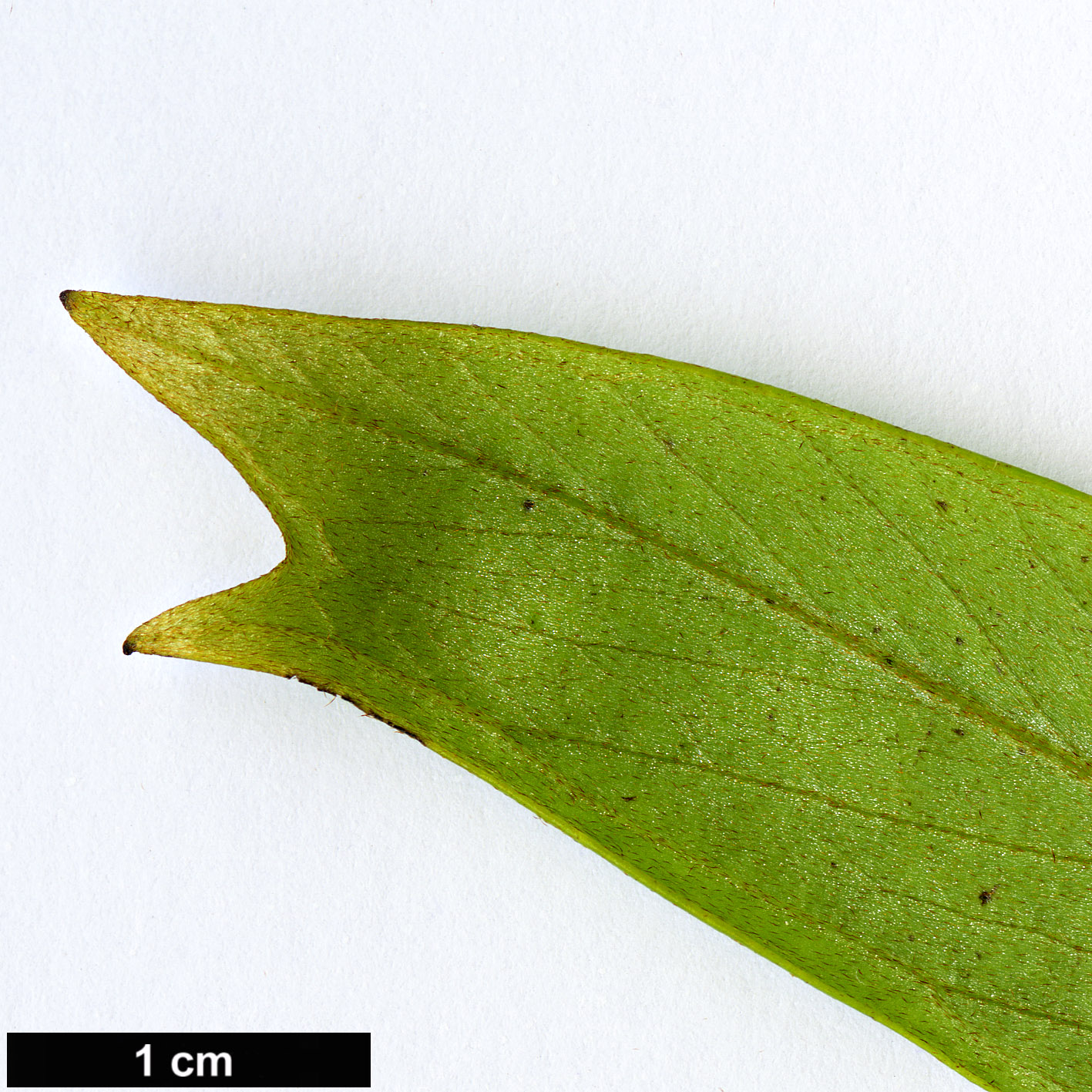 High resolution image: Family: Proteaceae - Genus: Grevillea - Taxon: venusta