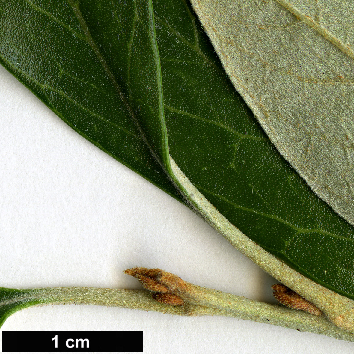 High resolution image: Family: Proteaceae - Genus: Grevillea - Taxon: victoriae