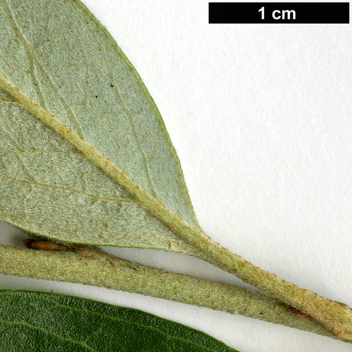 High resolution image: Family: Proteaceae - Genus: Grevillea - Taxon: victoriae