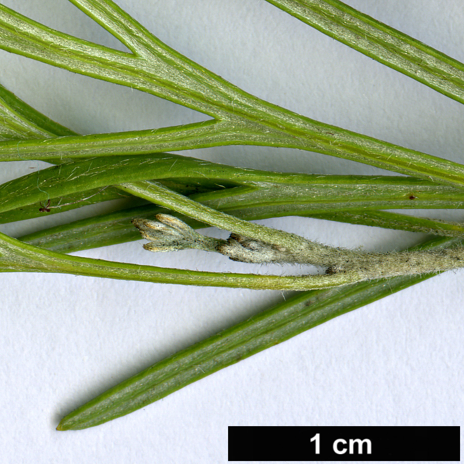 High resolution image: Family: Proteaceae - Genus: Grevillea - Taxon: winpara - SpeciesSub: 'Genifolia'