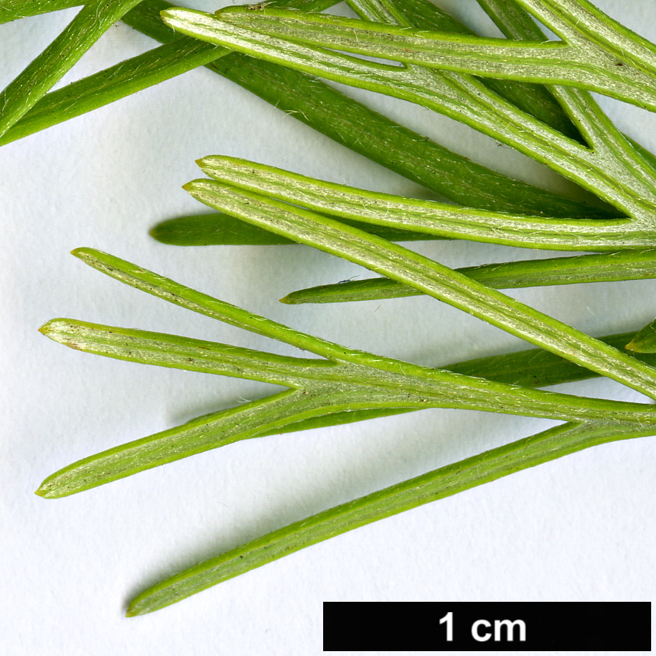 High resolution image: Family: Proteaceae - Genus: Grevillea - Taxon: winpara - SpeciesSub: 'Genifolia'