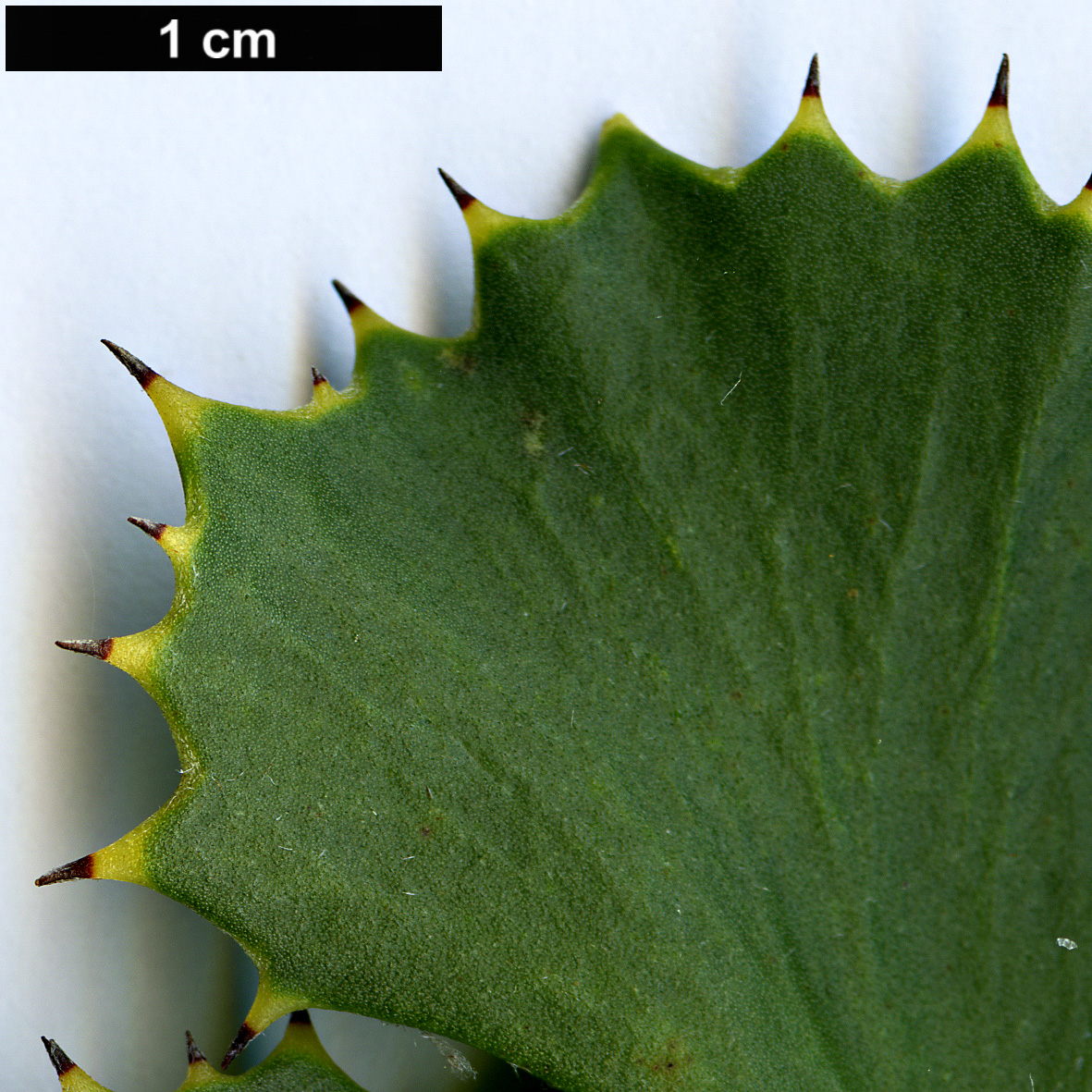 High resolution image: Family: Proteaceae - Genus: Hakea - Taxon: baxteri
