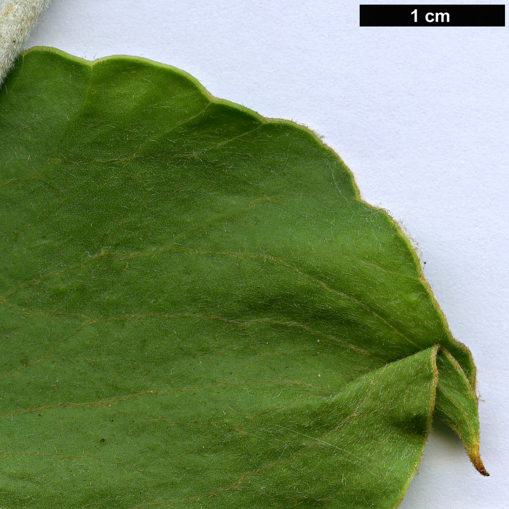 High resolution image: Family: Proteaceae - Genus: Hakea - Taxon: cucullata
