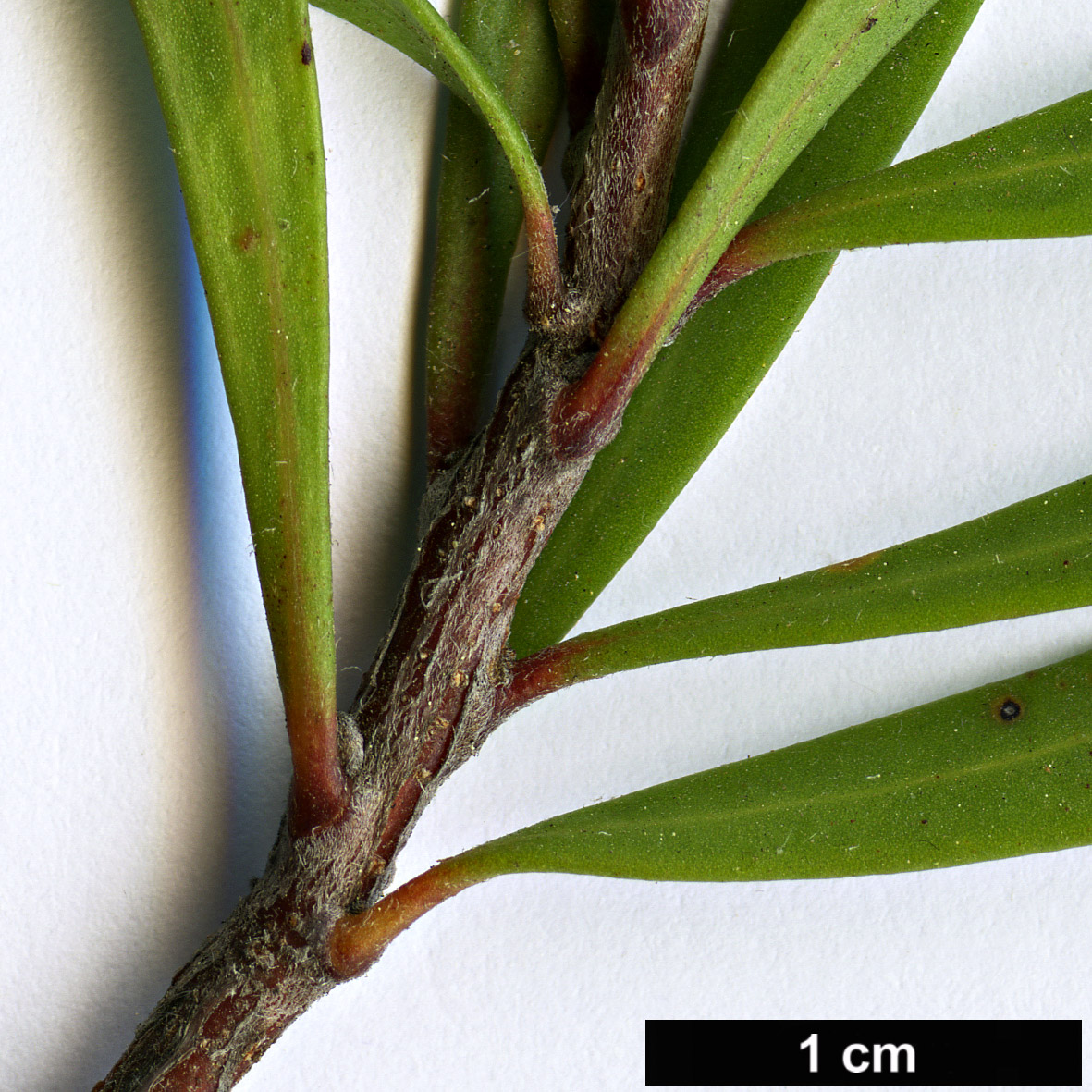High resolution image: Family: Proteaceae - Genus: Hakea - Taxon: eriantha