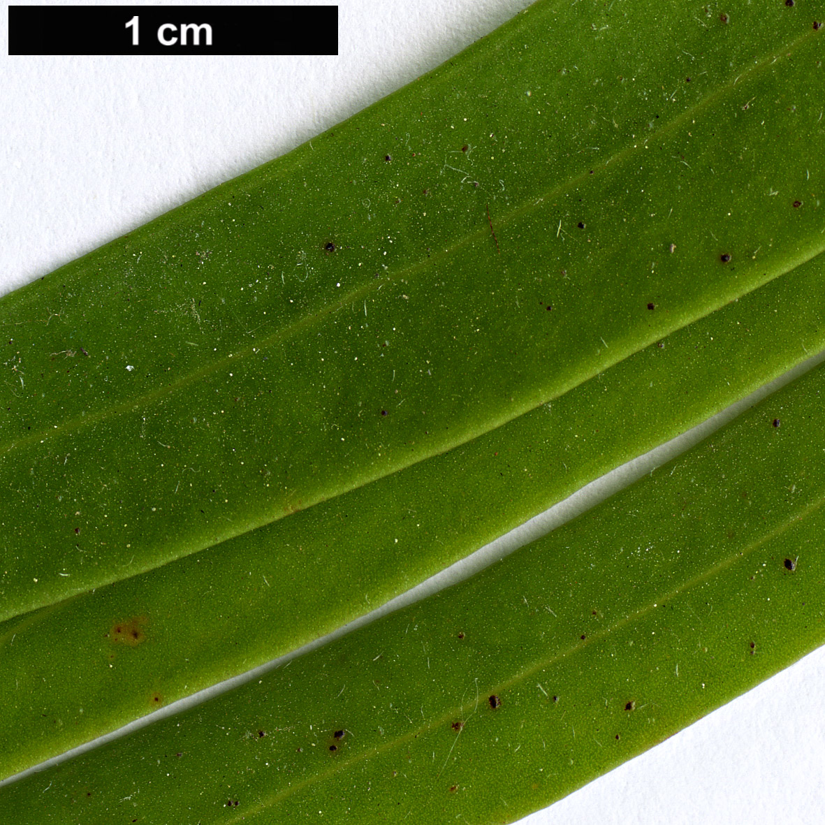 High resolution image: Family: Proteaceae - Genus: Hakea - Taxon: eriantha