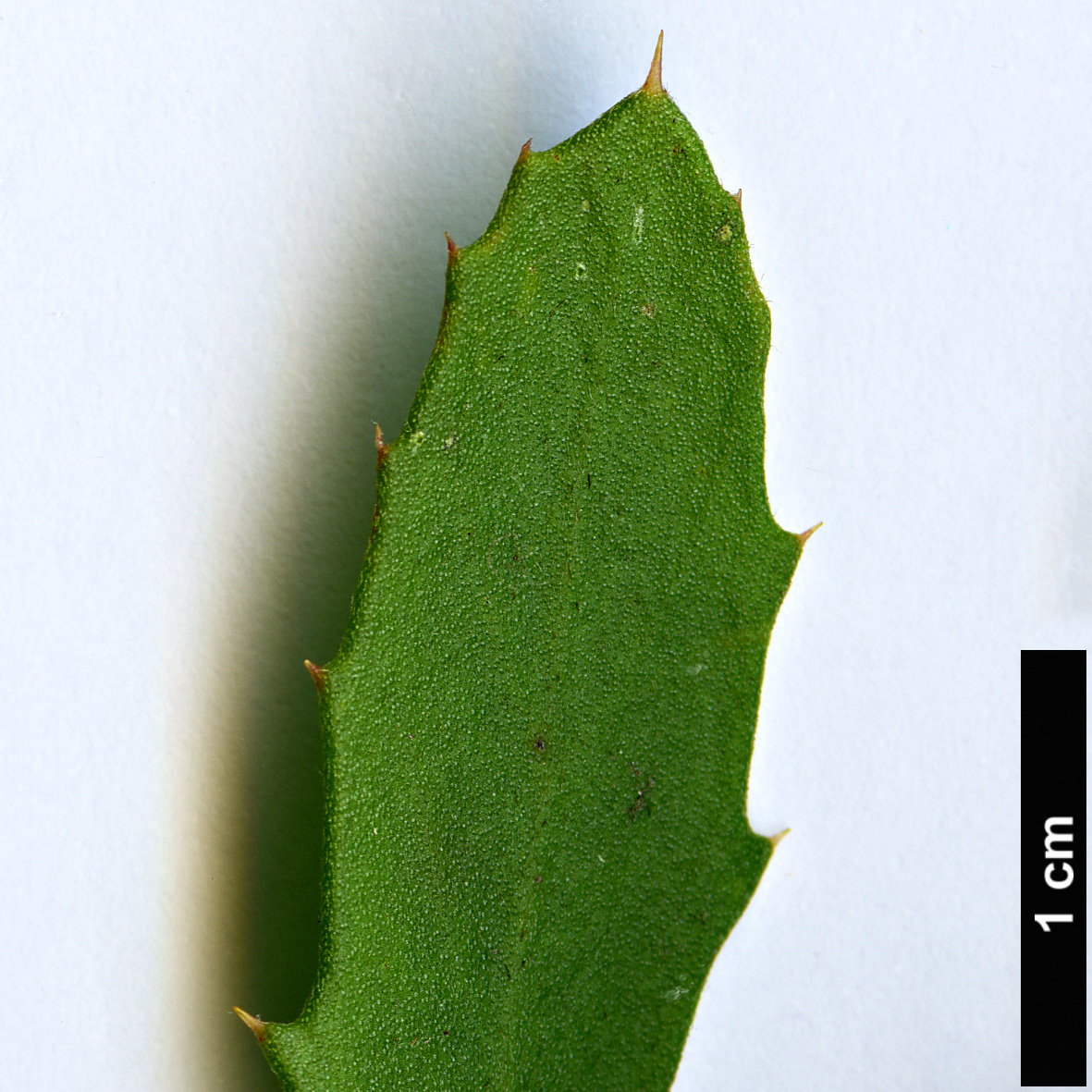 High resolution image: Family: Proteaceae - Genus: Hakea - Taxon: florida