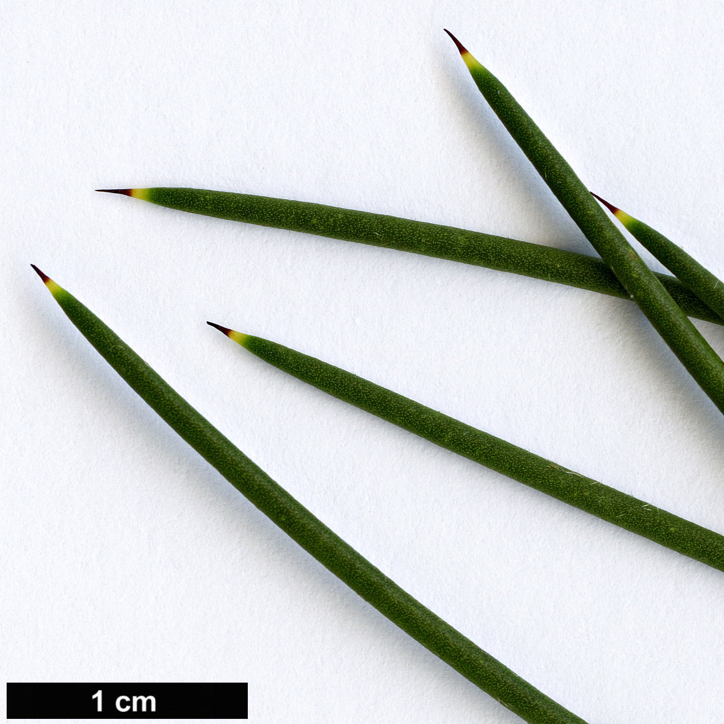 High resolution image: Family: Proteaceae - Genus: Hakea - Taxon: lissosperma