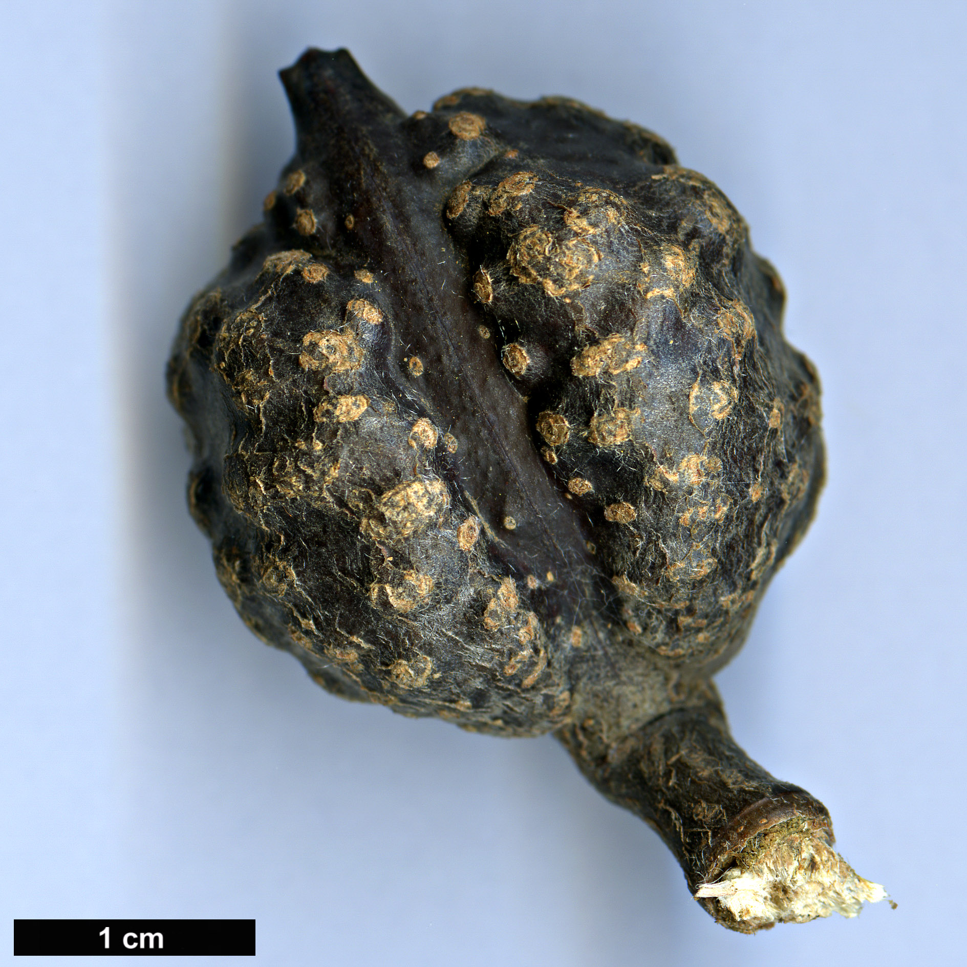 High resolution image: Family: Proteaceae - Genus: Hakea - Taxon: lissosperma