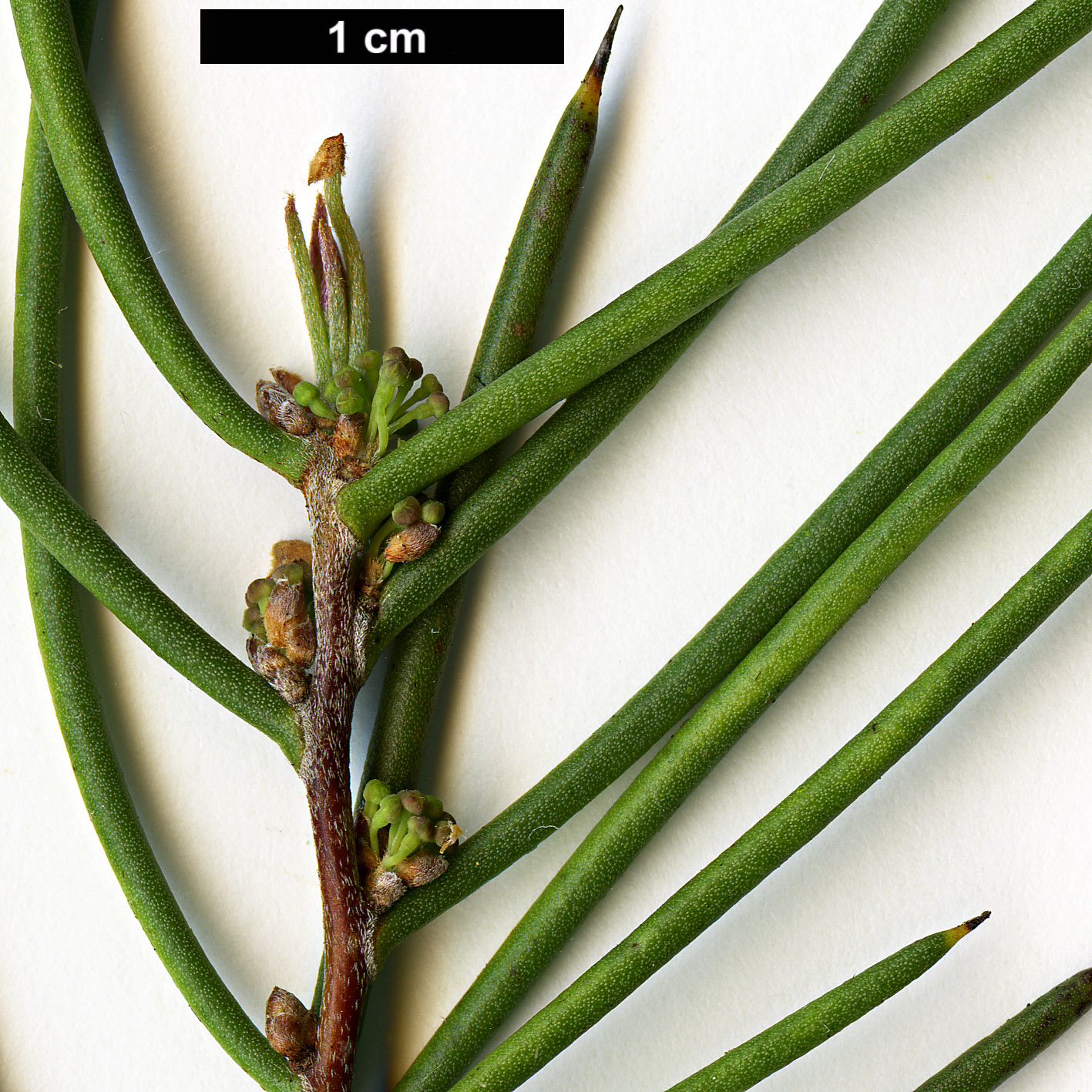 High resolution image: Family: Proteaceae - Genus: Hakea - Taxon: microcarpa