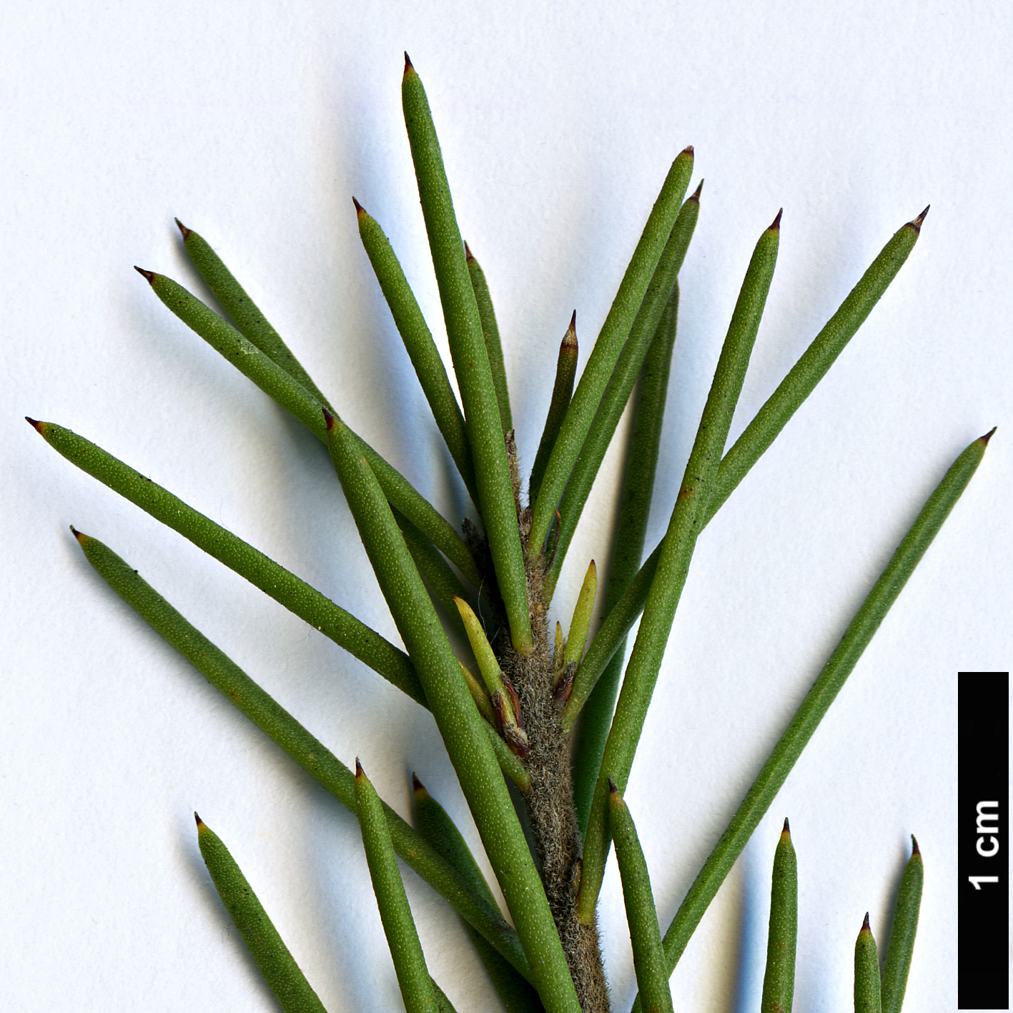 High resolution image: Family: Proteaceae - Genus: Hakea - Taxon: nodosa