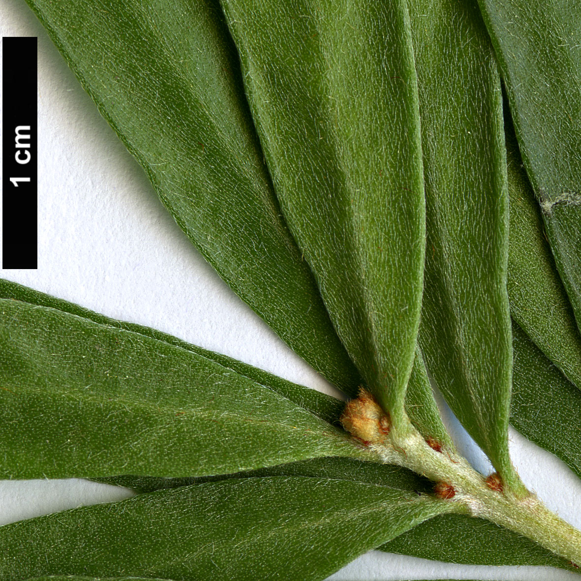 High resolution image: Family: Proteaceae - Genus: Hakea - Taxon: oleifolia