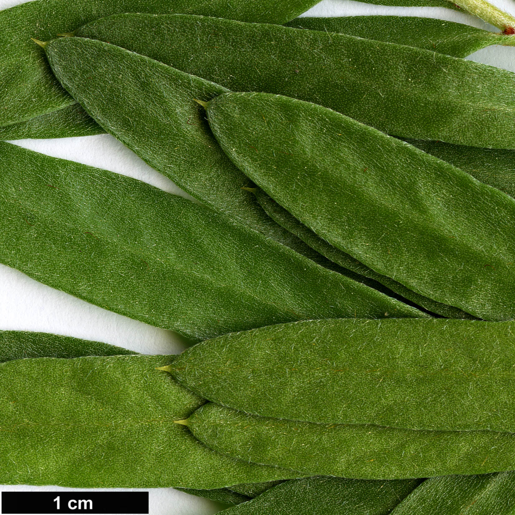 High resolution image: Family: Proteaceae - Genus: Hakea - Taxon: oleifolia