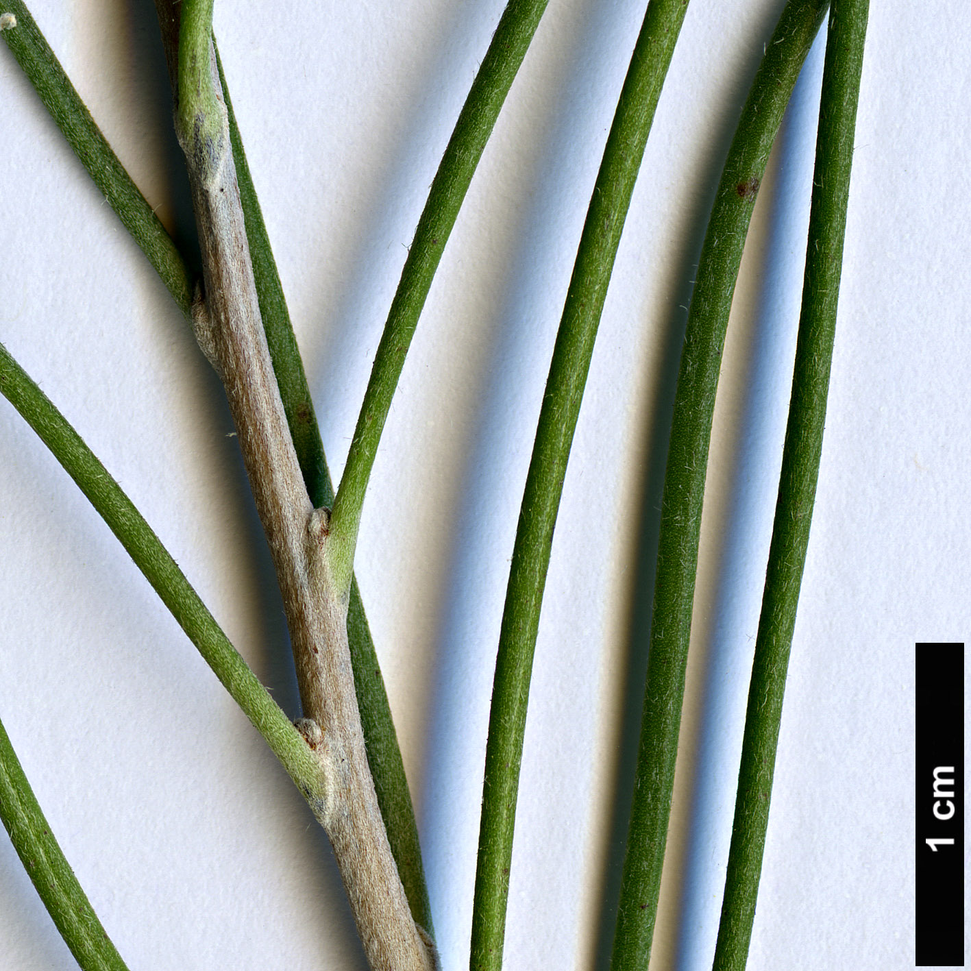 High resolution image: Family: Proteaceae - Genus: Hakea - Taxon: orthorrhyncha