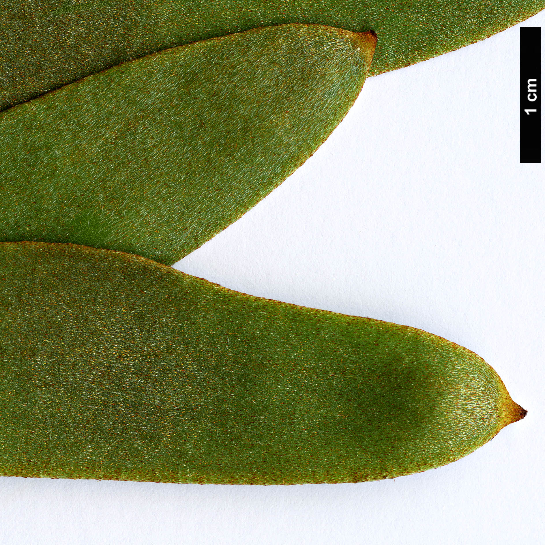 High resolution image: Family: Proteaceae - Genus: Hakea - Taxon: pandanicarpa