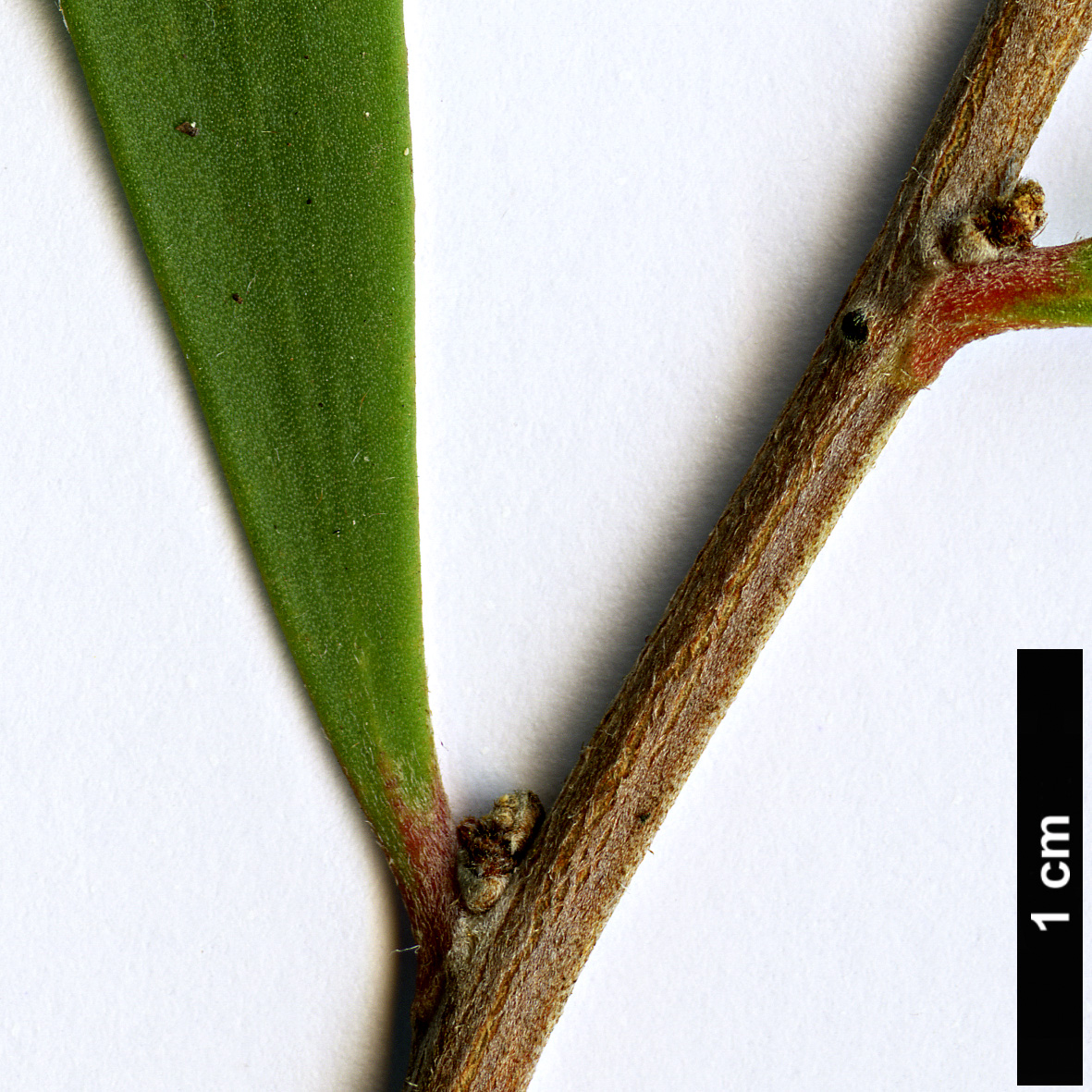 High resolution image: Family: Proteaceae - Genus: Hakea - Taxon: pandanicarpa